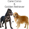 https://www.americanbreeder.com/images/com_adsmanager/categories/6706cat_t.jpg