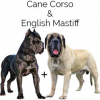https://www.americanbreeder.com/images/com_adsmanager/categories/6709cat_t.jpg