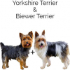 https://www.americanbreeder.com/images/com_adsmanager/categories/6714cat_t.jpg