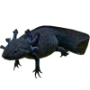 https://www.americanbreeder.com/images/com_adsmanager/categories/6716cat_t.jpg