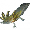 https://www.americanbreeder.com/images/com_adsmanager/categories/6719cat_t.jpg