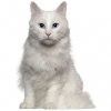 https://www.americanbreeder.com/images/com_adsmanager/categories/671cat_t.jpg