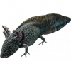 https://www.americanbreeder.com/images/com_adsmanager/categories/6723cat_t.jpg