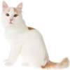 https://www.americanbreeder.com/images/com_adsmanager/categories/672cat_t.jpg