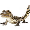 https://www.americanbreeder.com/images/com_adsmanager/categories/6732cat_t.jpg