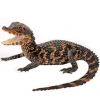 https://www.americanbreeder.com/images/com_adsmanager/categories/6733cat_t.jpg