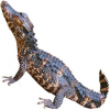 https://www.americanbreeder.com/images/com_adsmanager/categories/6735cat_t.jpg