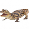 https://www.americanbreeder.com/images/com_adsmanager/categories/6738cat_t.jpg