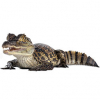 https://www.americanbreeder.com/images/com_adsmanager/categories/6739cat_t.jpg