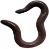 https://www.americanbreeder.com/images/com_adsmanager/categories/6744cat_t.jpg
