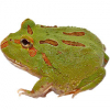 https://www.americanbreeder.com/images/com_adsmanager/categories/6747cat_t.jpg