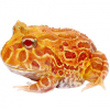 https://www.americanbreeder.com/images/com_adsmanager/categories/6749cat_t.jpg