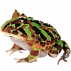 https://www.americanbreeder.com/images/com_adsmanager/categories/6750cat_t.jpg