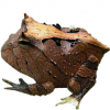 https://www.americanbreeder.com/images/com_adsmanager/categories/6751cat_t.jpg