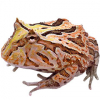 https://www.americanbreeder.com/images/com_adsmanager/categories/6752cat_t.jpg
