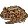 https://www.americanbreeder.com/images/com_adsmanager/categories/6753cat_t.jpg
