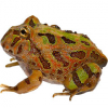 https://www.americanbreeder.com/images/com_adsmanager/categories/6754cat_t.jpg