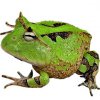 https://www.americanbreeder.com/images/com_adsmanager/categories/6756cat_t.jpg