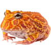 https://www.americanbreeder.com/images/com_adsmanager/categories/6762cat_t.jpg