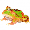 https://www.americanbreeder.com/images/com_adsmanager/categories/6764cat_t.jpg