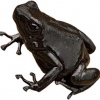 https://www.americanbreeder.com/images/com_adsmanager/categories/6775cat_t.jpg