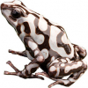 https://www.americanbreeder.com/images/com_adsmanager/categories/6780cat_t.jpg