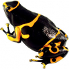 https://www.americanbreeder.com/images/com_adsmanager/categories/6788cat_t.jpg