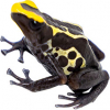 https://www.americanbreeder.com/images/com_adsmanager/categories/6795cat_t.jpg