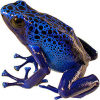 https://www.americanbreeder.com/images/com_adsmanager/categories/6797cat_t.jpg