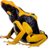 https://www.americanbreeder.com/images/com_adsmanager/categories/6811cat_t.jpg