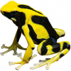 https://www.americanbreeder.com/images/com_adsmanager/categories/6818cat_t.jpg