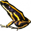 https://www.americanbreeder.com/images/com_adsmanager/categories/6824cat_t.jpg