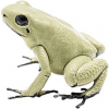 https://www.americanbreeder.com/images/com_adsmanager/categories/6833cat_t.jpg