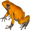 https://www.americanbreeder.com/images/com_adsmanager/categories/6834cat_t.jpg