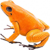 https://www.americanbreeder.com/images/com_adsmanager/categories/6835cat_t.jpg