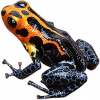 https://www.americanbreeder.com/images/com_adsmanager/categories/6837cat_t.jpg