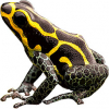 https://www.americanbreeder.com/images/com_adsmanager/categories/6838cat_t.jpg