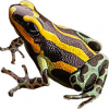 https://www.americanbreeder.com/images/com_adsmanager/categories/6850cat_t.jpg