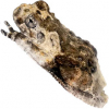 https://www.americanbreeder.com/images/com_adsmanager/categories/6861cat_t.jpg