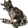 https://www.americanbreeder.com/images/com_adsmanager/categories/6862cat_t.jpg