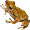 https://www.americanbreeder.com/images/com_adsmanager/categories/6868cat_t.jpg