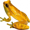 https://www.americanbreeder.com/images/com_adsmanager/categories/6871cat_t.jpg