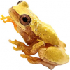 https://www.americanbreeder.com/images/com_adsmanager/categories/6873cat_t.jpg