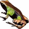 https://www.americanbreeder.com/images/com_adsmanager/categories/6875cat_t.jpg