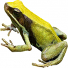 https://www.americanbreeder.com/images/com_adsmanager/categories/6878cat_t.jpg