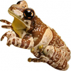 https://www.americanbreeder.com/images/com_adsmanager/categories/6881cat_t.jpg