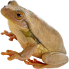https://www.americanbreeder.com/images/com_adsmanager/categories/6882cat_t.jpg