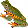 https://www.americanbreeder.com/images/com_adsmanager/categories/6884cat_t.jpg
