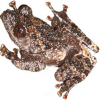 https://www.americanbreeder.com/images/com_adsmanager/categories/6887cat_t.jpg