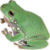 https://www.americanbreeder.com/images/com_adsmanager/categories/6898cat_t.jpg